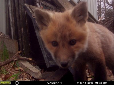 fox pups 055.jpg