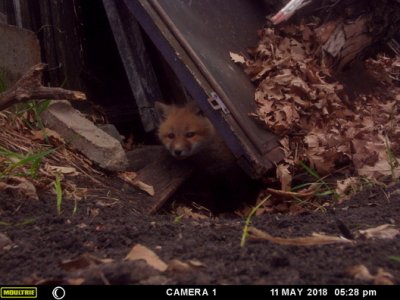 fox pups 011.jpg