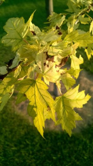 WP_20180728_001.jpg WP_20180728_001.jpg