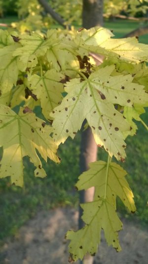 WP_20180728_009.jpg WP_20180728_009.jpg