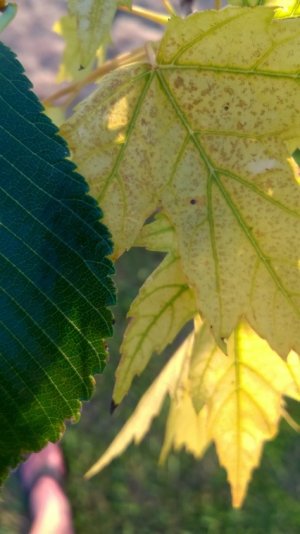 WP_20180728_004.jpg WP_20180728_004.jpg