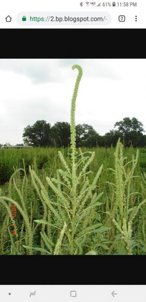 Screenshot_20181005-235827_Chrome.jpg Screenshot_20181005-235827_Chrome.jpg