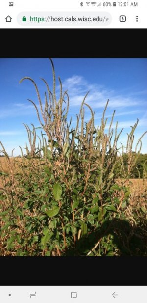 Screenshot_20181006-000105_Chrome.jpg Screenshot_20181006-000105_Chrome.jpg