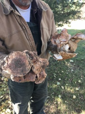 Mushrooms.jpg Mushrooms.jpg