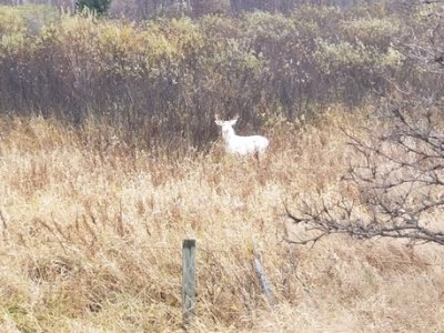 albino buck.jpg