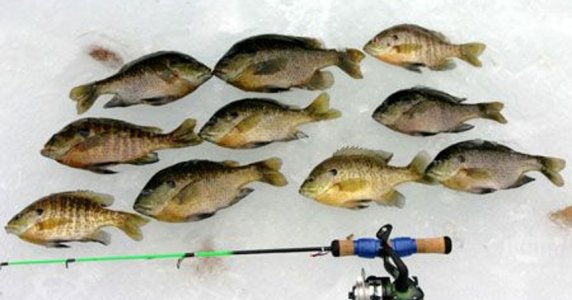 635506216032084207-Bluegills-iceSmall.jpg 635506216032084207-Bluegills-iceSmall.jpg