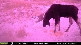 big moose.jpg