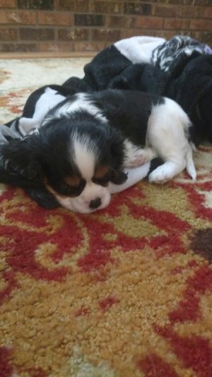 154268370370768069598.jpg 154268370370768069598.jpg