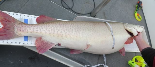 millelacsmusky.jpg millelacsmusky.jpg