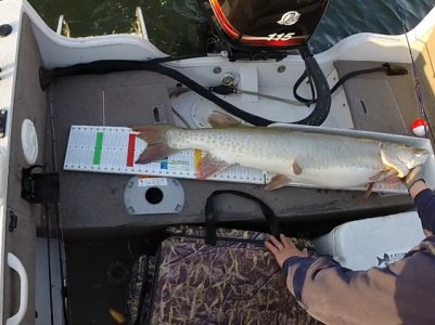 gpmusky2.jpg gpmusky2.jpg