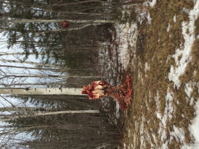 wolf bait.jpg wolf bait.jpg