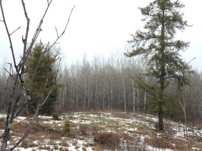 wolf site.jpg wolf site.jpg