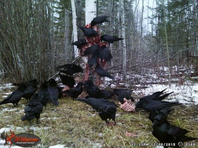 wolf bait 2.jpg wolf bait 2.jpg