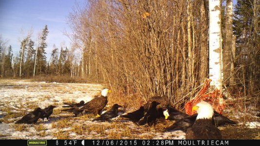 wolf bait 3.jpg wolf bait 3.jpg