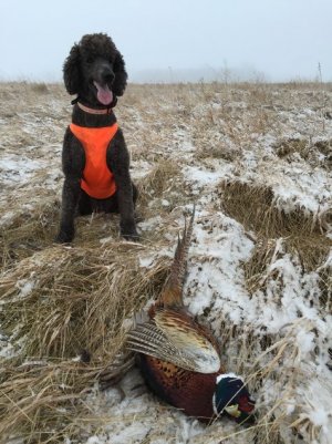 2015-12-12 09.28.44.jpg