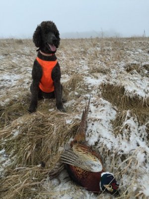 2015-12-12 09.28.54.jpg 2015-12-12 09.28.54.jpg