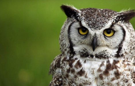 Great-Horned-Owl.jpg