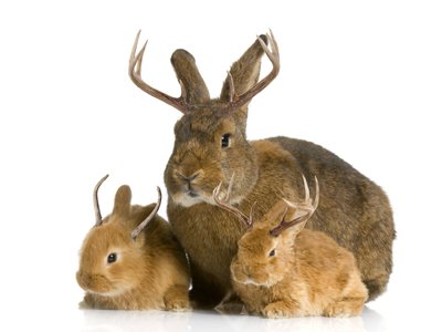 Jackalope_family.jpg