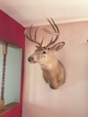 deer mount.jpg