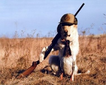 Dog-With-Gun-Funny-Hunting-Image.jpg
