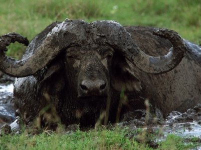 Cape Buffalo Dangerous Animal.jpg