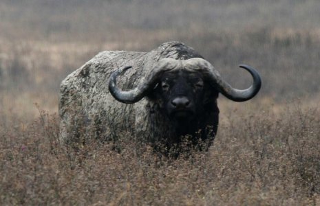 Top-10-Most-Dangerous-Animals-Cape-Buffalo.jpg