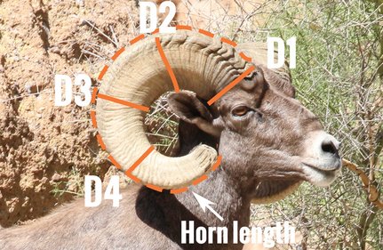 Bighorn-sheep-measurement-locations_0.jpg