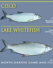 cisco-whitefish.jpg