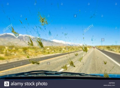 dead-bugs-are-splattered-all-over-the-windshield-of-a-car-during-a-ANP55G.jpg