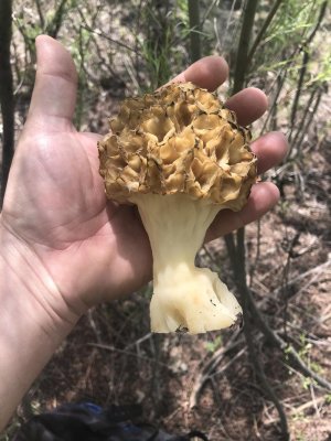 8EA19093-C26E-4BBA-BDEB-BDE5934D24F6.jpg 8EA19093-C26E-4BBA-BDEB-BDE5934D24F6.jpg