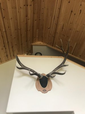 Busted Elk Horn.jpg