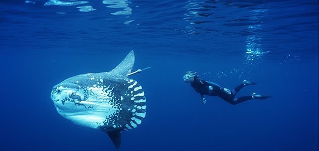 Ocean-Sunfish-Tierney-Thys-with-a-tagged-mola-631.jpg__800x600_q85_crop.jpg