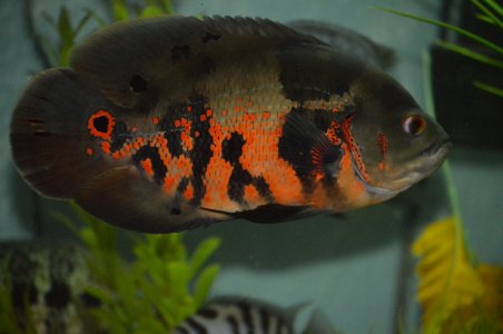 new_ca_d0d39318ac.jpg new_ca_d0d39318ac.jpg