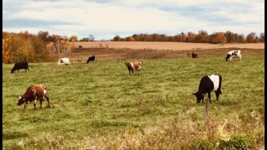 cows in field.jpg
