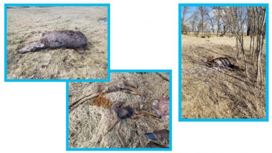 Screen Shot 2020-05-12 at 5.26.56 PM.jpg