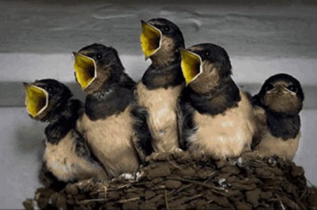 tweety birds.jpg