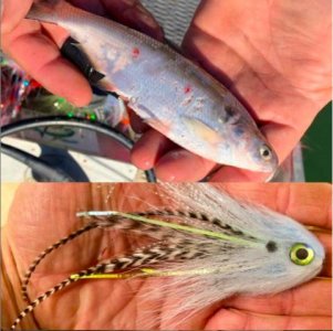 Screen Shot 2021-01-03 at 8.23.56 PM.jpg Screen Shot 2021-01-03 at 8.23.56 PM.jpg