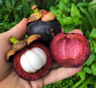 mangosteen_1_orig.jpg mangosteen_1_orig.jpg
