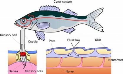 fish anatomy.jpg