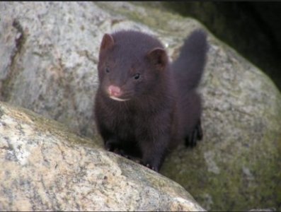 Screen Shot 2016-04-24 at 9.07.48 PM.jpg Screen Shot 2016-04-24 at 9.07.48 PM.jpg