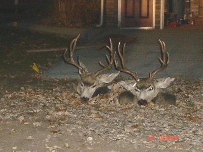 DSC00605.JPG DSC00605.JPG