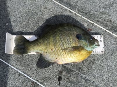 2015-07-25 09.36.28.jpg