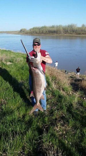 Kirk's paddlefish 2016.jpg