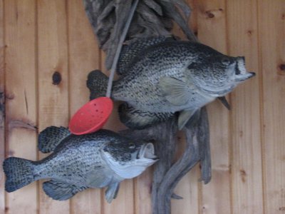 pics 030.jpg pics 030.jpg