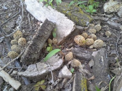 20160512_161949.jpg 20160512_161949.jpg