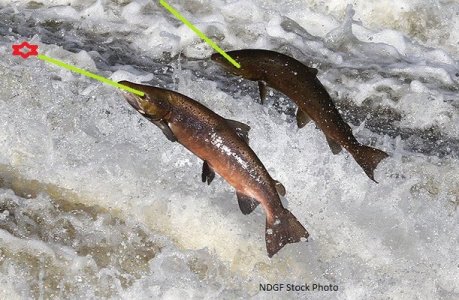 salmon-jumping1.jpg