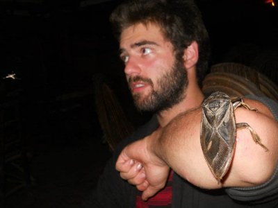 giant_water_bug_bolivia_kev_2.jpg giant_water_bug_bolivia_kev_2.jpg