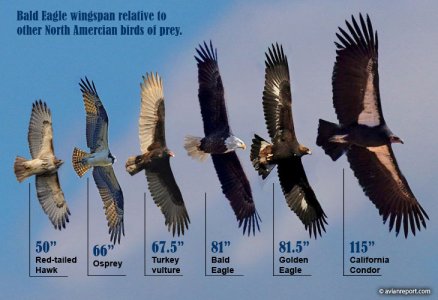 bald-eagle-relative-wingspan.jpg