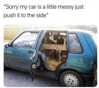 calf in car.jpg