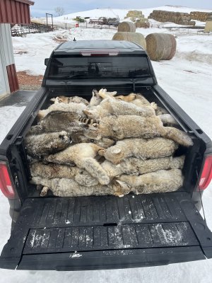 $114 Coyotes.jpg